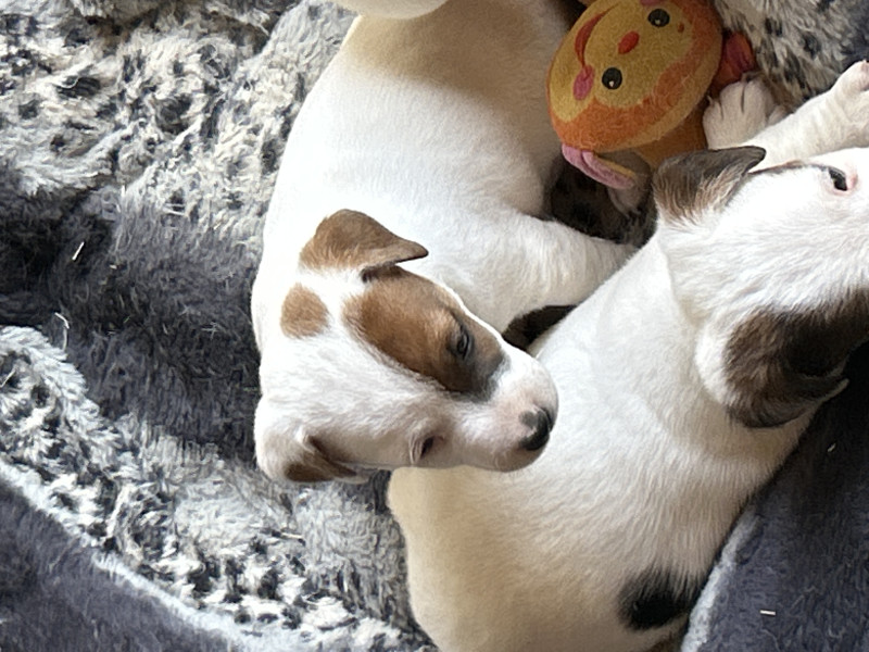 Jack Russell Terrier - Chiots jack russell lof - Des aubepines