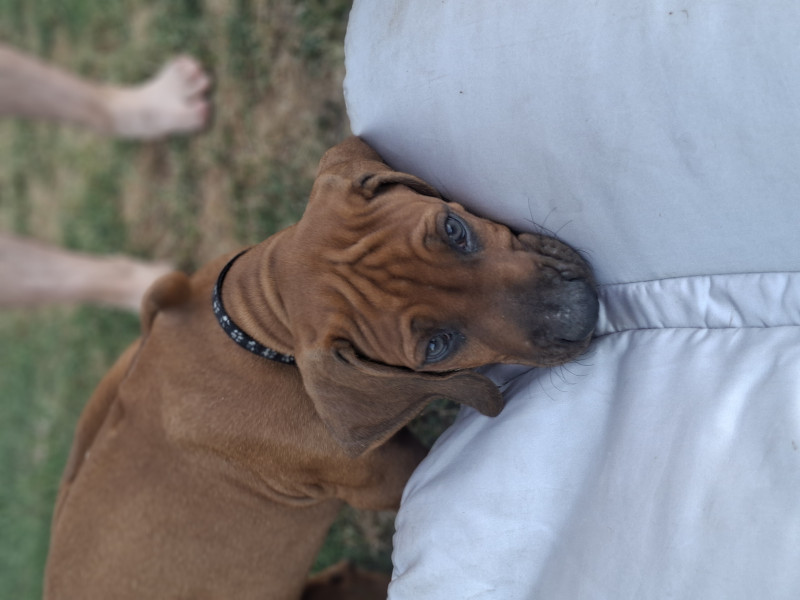 Rhodesian Ridgeback - Chiots Rhodesian Ridgeback LOF disponibles - Des terres d'Ilanga