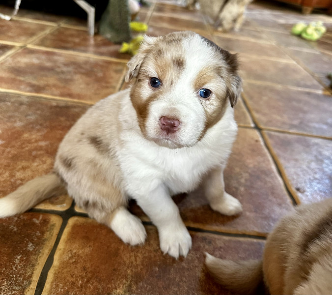 Berger Australien - Chiots bergers australiens lof