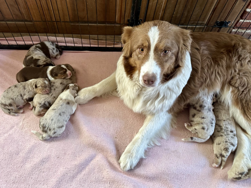 Berger Australien - Chiots bergers australiens lof