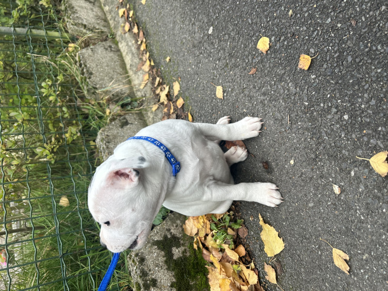 Staffordshire Bull Terrier - Staffordshire bull terrier - la tribu des cent