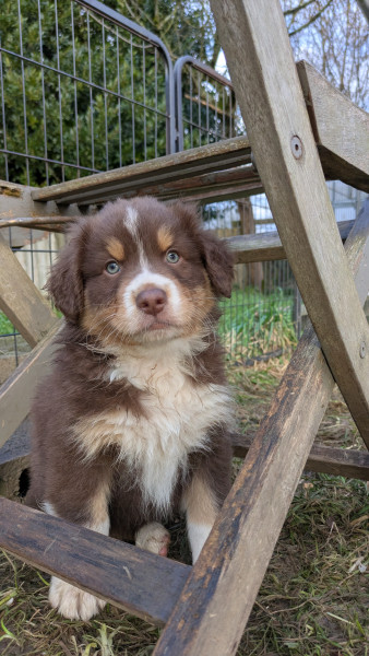 Berger Australien - Chiots Berger Australien rouge tricolore - Des Iris de Loisel