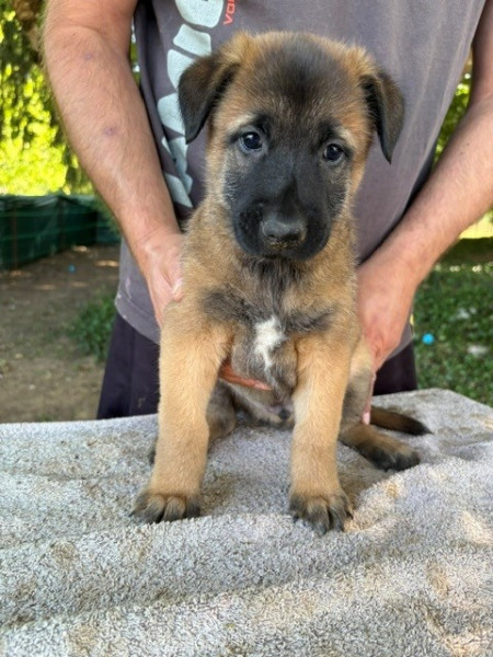 Berger Belge - Chiots Berger Belge Malinois LOF