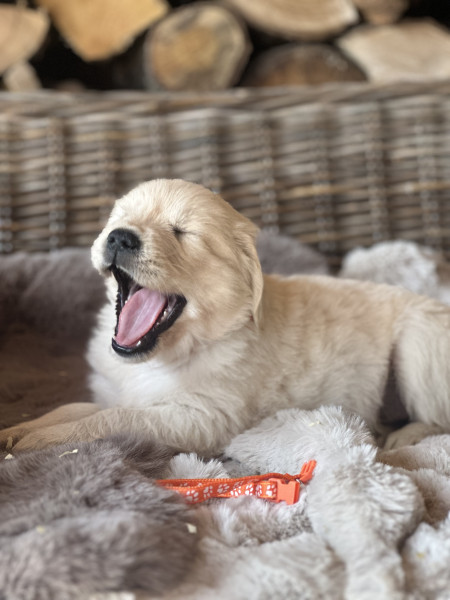 Golden Retriever - Adorables chiots Golden Retriever LOF à réserver - De la Bonté Blonde