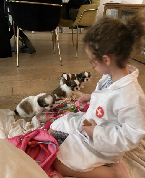 Shih Tzu - CHIOTS SHIH TZU
