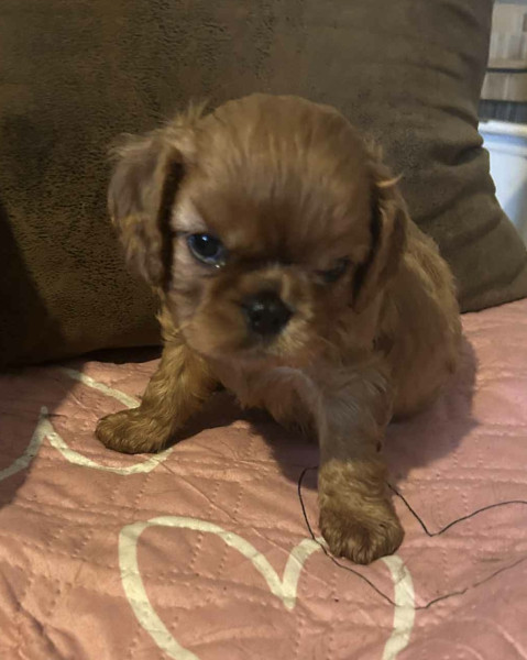 Cavalier King Charles Spaniel - Chiots cavaliers King charles - Des beautés du moulin herne