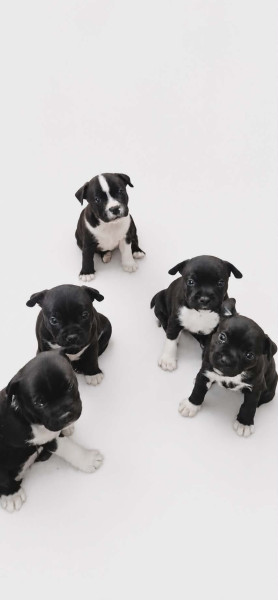 Staffordshire Bull Terrier - ?Chiots Staffie LOF ? 6 chiots issus de lignée primée? - 131934