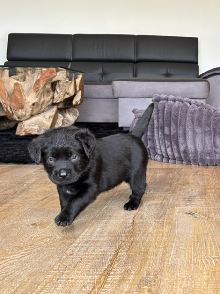 Labrador Retriever - Chiots Labrador Retriever LOF