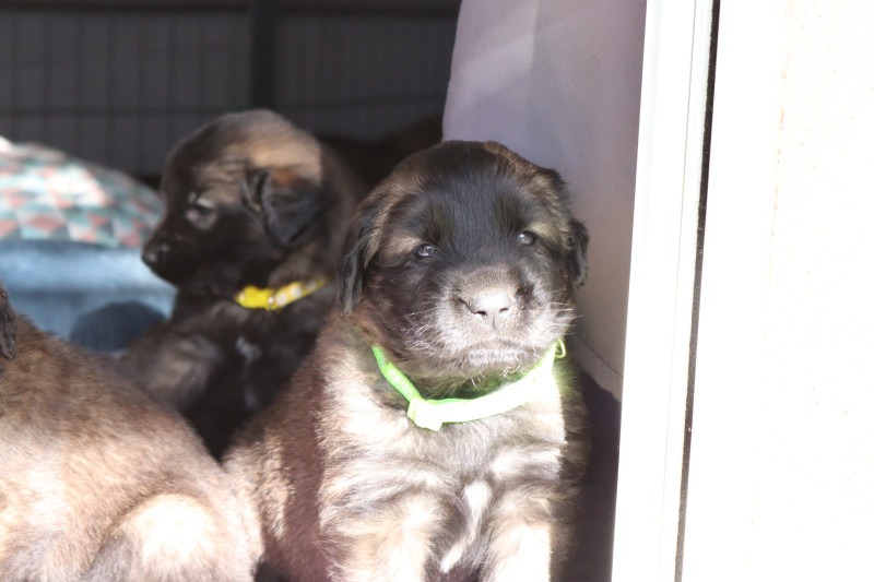 Leonberger - Chiot Leonberg LOF - Umberlee x Ruben