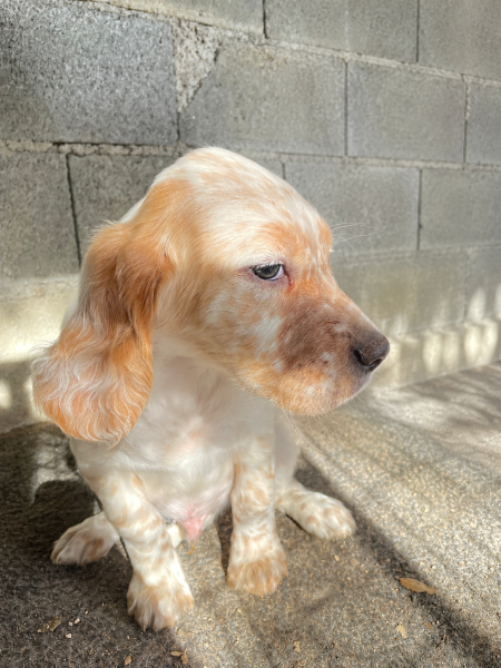 Setter Anglais - Chiots setters anglais - Des montagnes dromoises