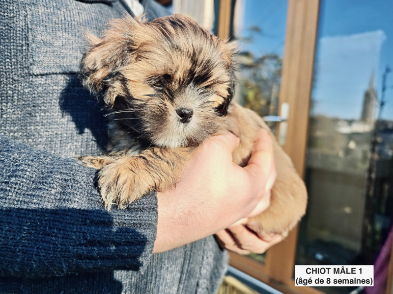 Lhassa Apso - 3 chiots mâles lhassa apso LOF - de La Garenne aux Chayottes