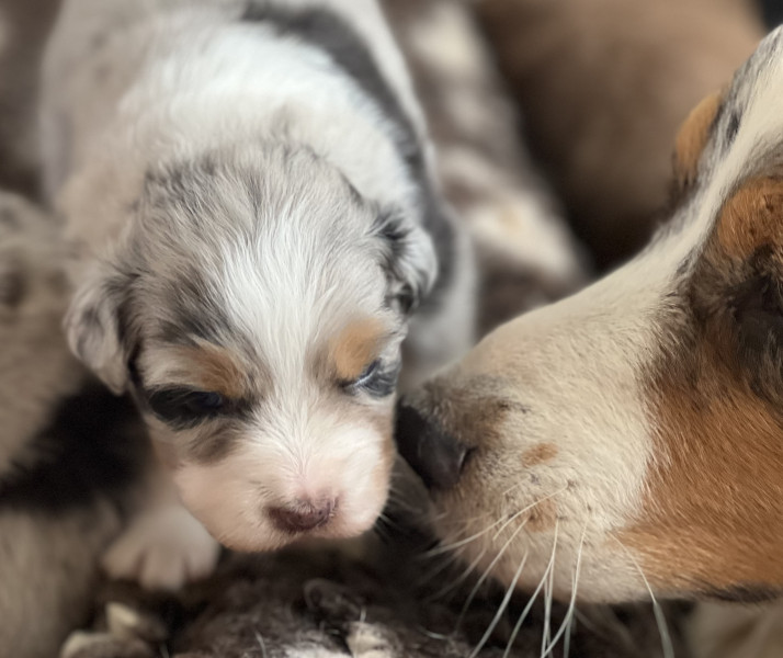 Berger Australien - Chiots BERGER AUSTRALIEN LOF - DE L EPINE A MADAME