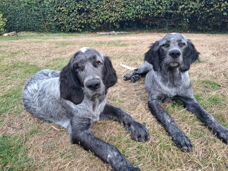Epagneul bleu de Picardie - Chiot Epagneul Bleu de Picardie LOF, de race - Des Sources du Liger