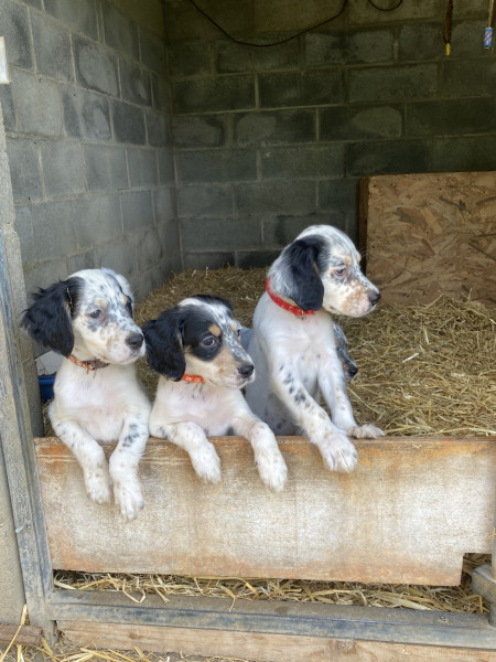 Setter Anglais - A réserver chiots Setter Anglais LOF