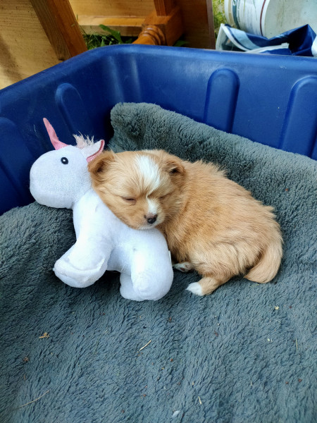 Chiot Bichon Havanais
