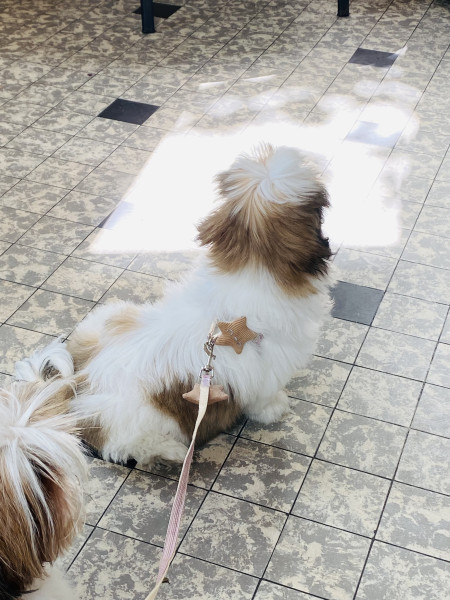 Shih Tzu - MAGNIFIQUES CHIOTS TRES BELLES LIGNÉES SHIH TZU LOF EN ILE DE FRANCE