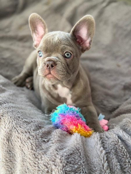 Bouledogue français - Chiots Bouledogues Français - Bullzattitude