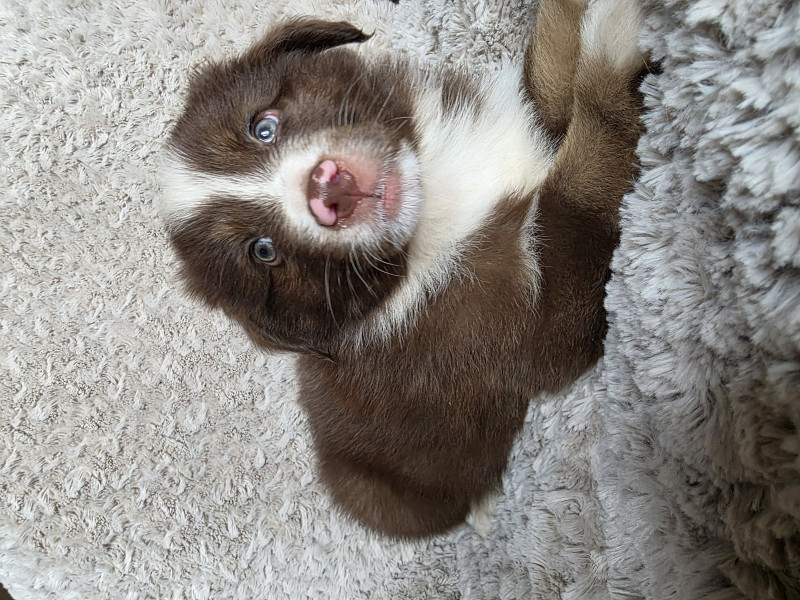 Chiot Berger Américain Miniature