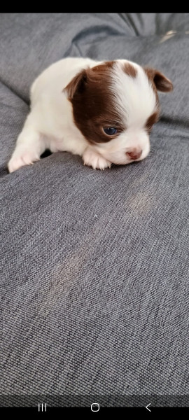 Chihuahua - Très beau chihuahua poils long - Du Rivage Des milles et une nuit