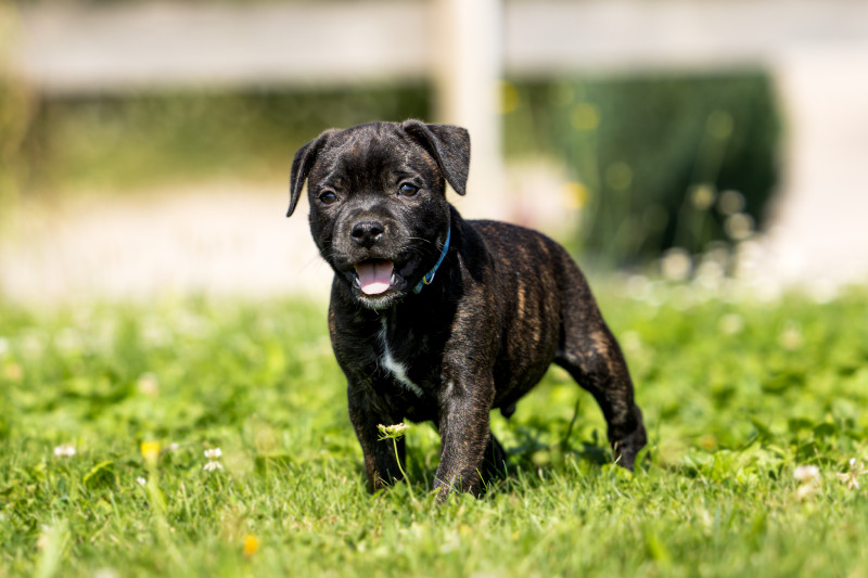 Chiot Staffordshire Bull Terrier