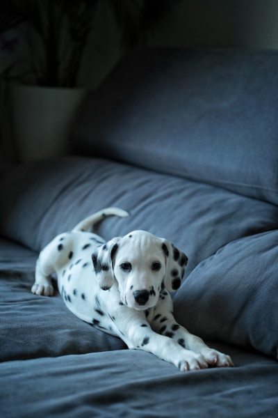 Dalmatien - Chiots LOF Dalmatiens 🥰