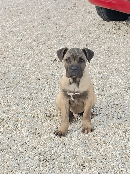 Cane Corso - Magnifique chiot type cane corso