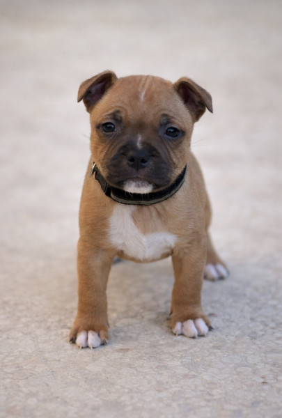 Staffordshire Bull Terrier - Staffordshire bull terrier