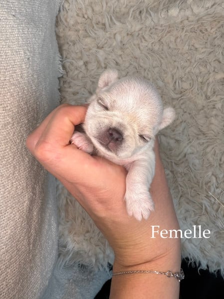 Chihuahua - Chiot Chihuahua LOF - Domaine de Céléste