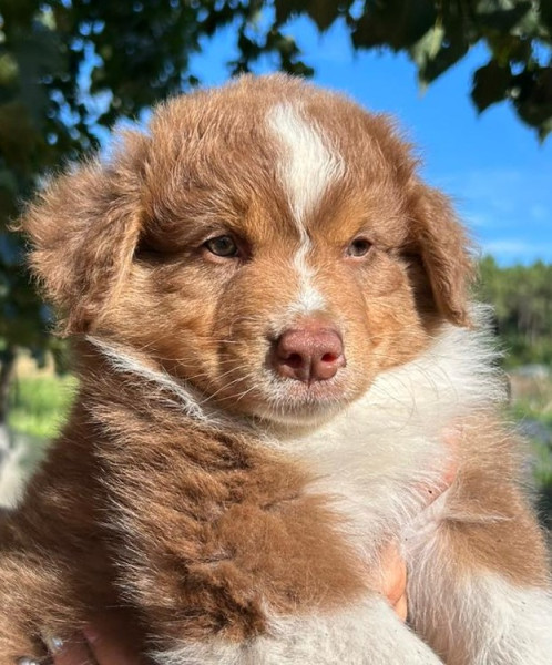 Chiot Berger Australien