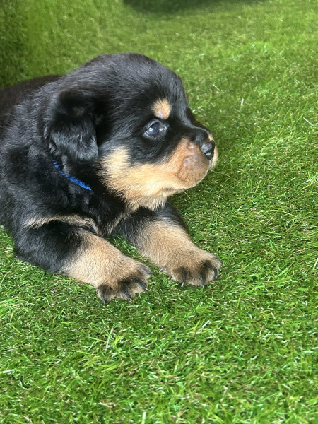 Rottweiler - A réserver magnifique chiot rottweiler lof queue coupée - Du clos de la force tendre