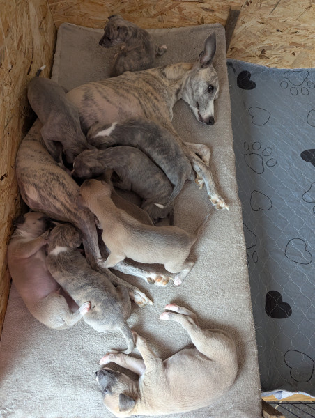 Whippet - Chiot whippet disponible à la réservation-disponible le 2 juillet
