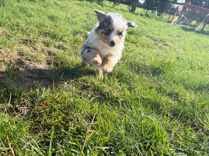 Berger Américain Miniature  - berger americain miniature lof