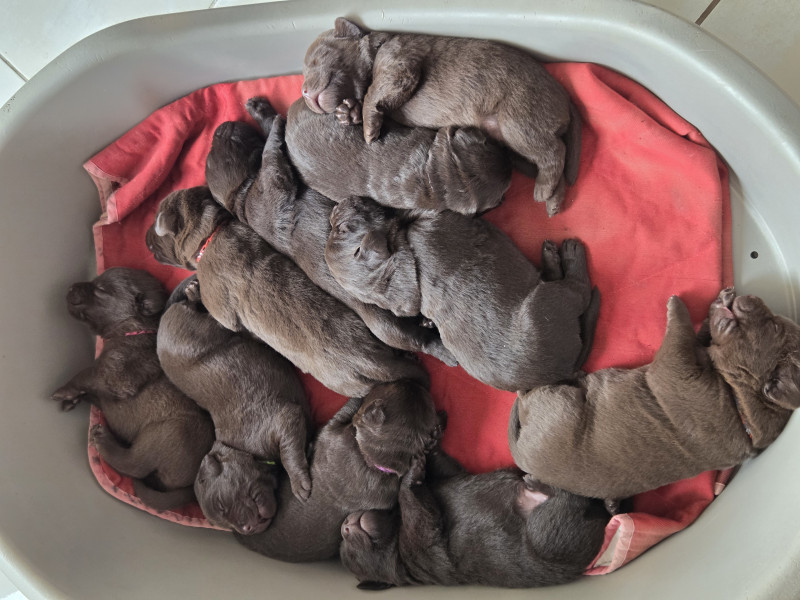 Labrador Retriever - chiots a reservé