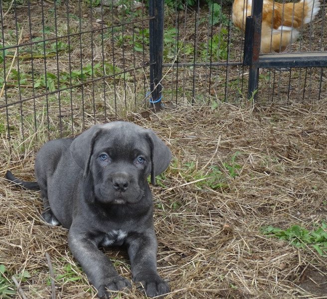 Cane Corso - Chiots Cane Corso LOF - du vignoble de la rose