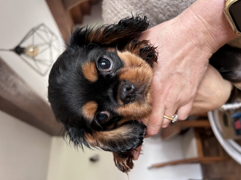 Cavalier King Charles Spaniel - Chiots Cavalier King Charles de qualité à vendre