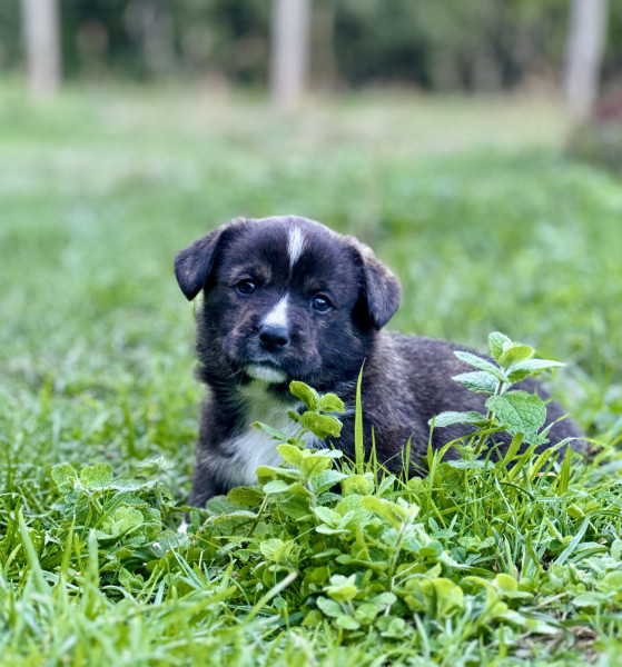 Welsh Corgi Cardigan - Welsh corgi cardigan