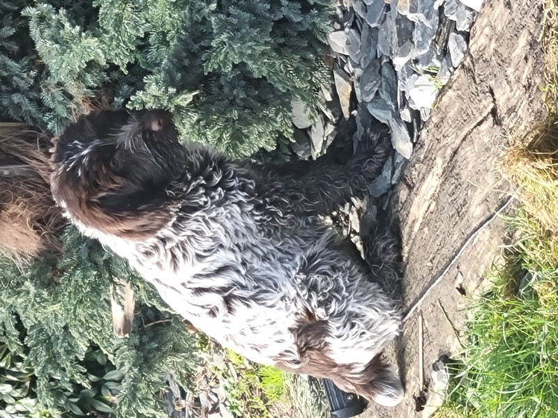 Griffon d'arrêt à poil dur Korthals - Chiots Griffon korthal poil dur 62 Pas de Calais