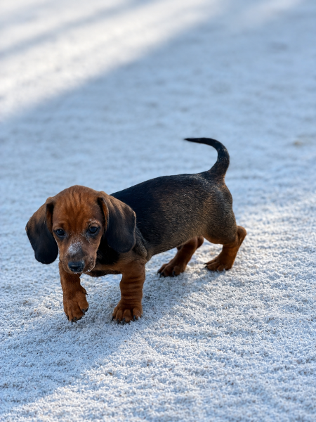 Teckel poil ras - Chiots LOF teckel nain poils ras fauve