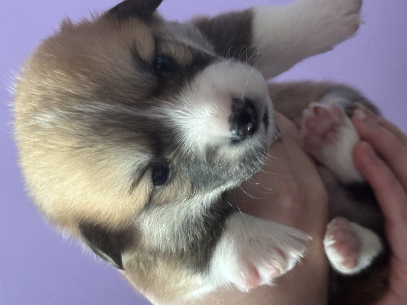 Chiot Welsh Corgi Pembroke