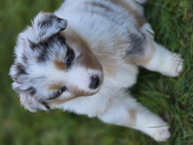 Berger Australien - Chiot Berger Australien Lof - Elevage de la rivière aux pierres