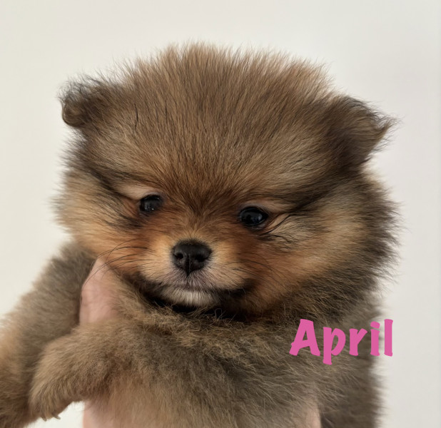 Spitz allemand - Spitz nain Pomeranian - Comtesse de Pemberley