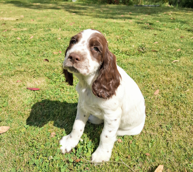 English Springer Spaniel - Chiots Springer