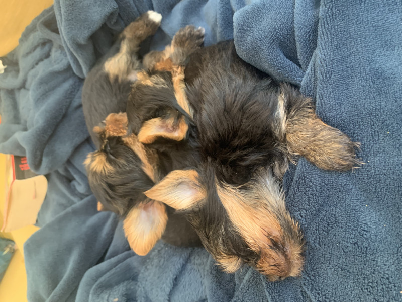 Yorkshire Terrier - Chiots Yorkshire Terrier