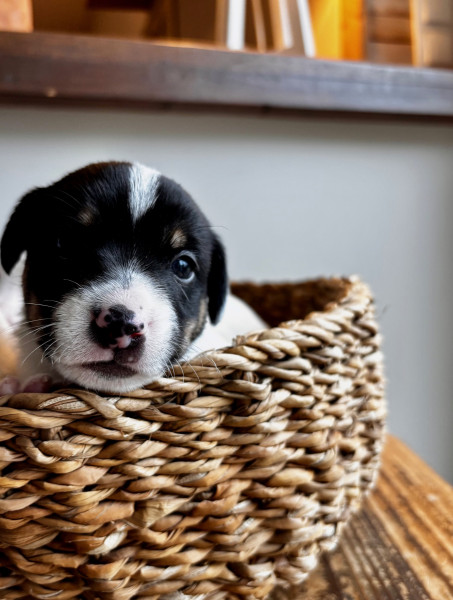 Jack Russell Terrier - Jack Russel Lof