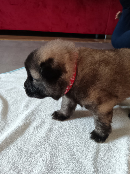 Eurasier - Chiots EURASIER