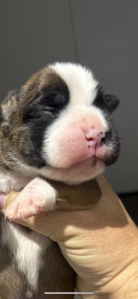 Boxer - Chiots Boxer Inscrit au lof top origines couleur fauve