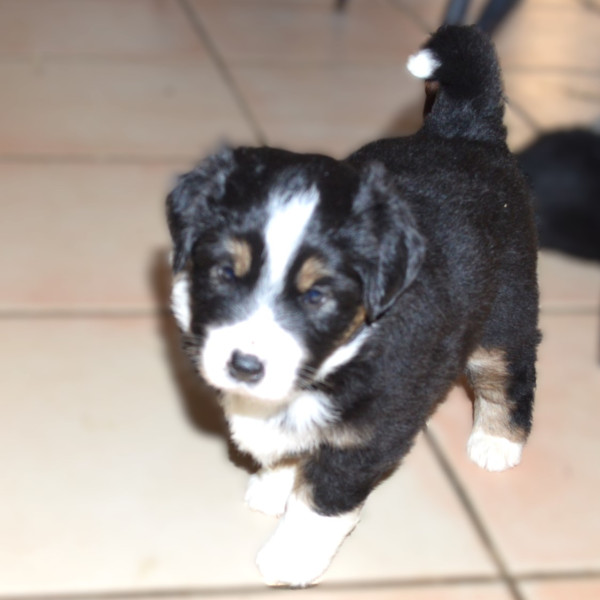 Berger Américain Miniature  - Chiots LOF parents LOF Confirmés testés ADN + NAD et radio