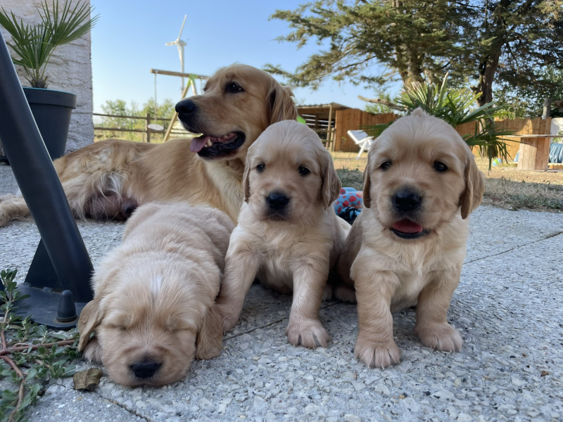 Golden Retriever - Chiots Golden fauve orangé LOF