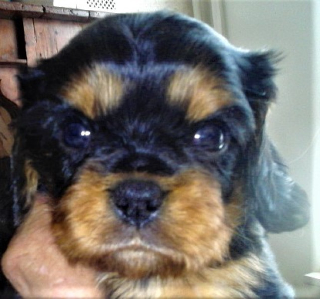 Cavalier King Charles Spaniel - Bébé mâle noir et feu - du Château des Cours