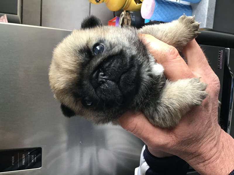 Carlin - A réserver chiots carlin